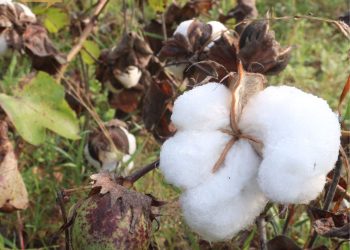 Você sabia que o melhor algodão do mundo é cultivado no Peru?