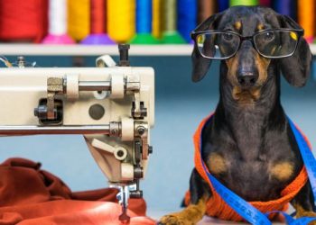 Transforme o estilo e conforto do seu Pet com customização inteligente